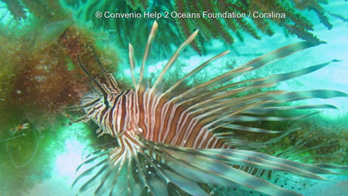 Lion Fishes (226)_473